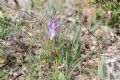 Orchis mascula subsp. ichnusae